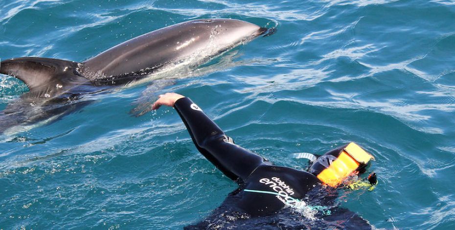 Kaikoura dolphin encounter Swimming